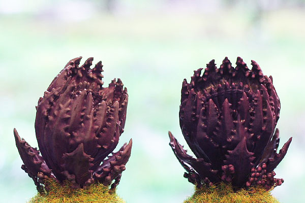  plante carnivor  
